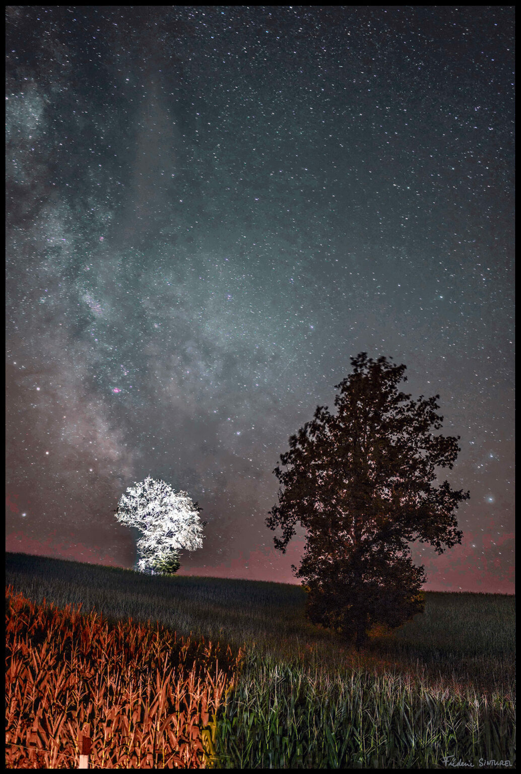 Arbre d'Argent