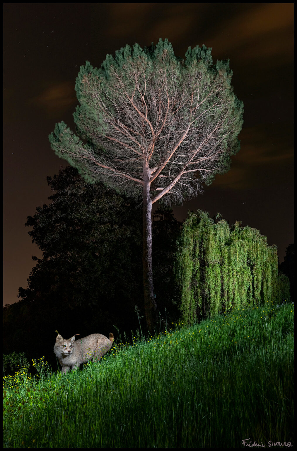 Le lynx du parc Bargoin